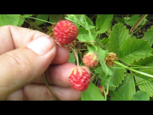 Бесплатная клубника от бога.Free strawberries from God.