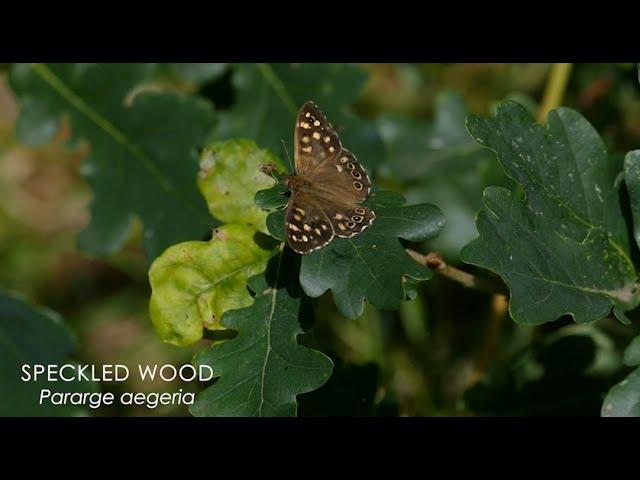 The Speckled Wood butterfly