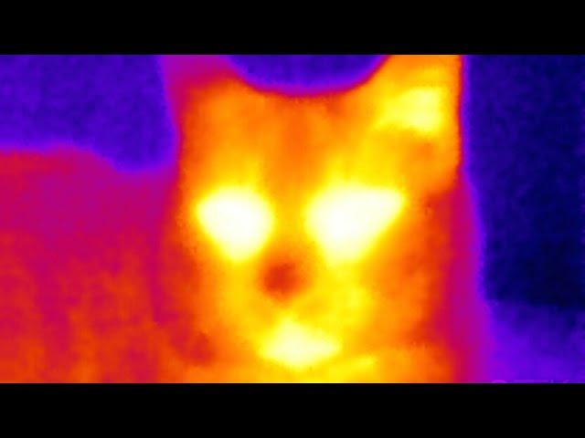 SEEK Thermal Camera Review: The Tricorder I've Been Waiting For | Pocketnow