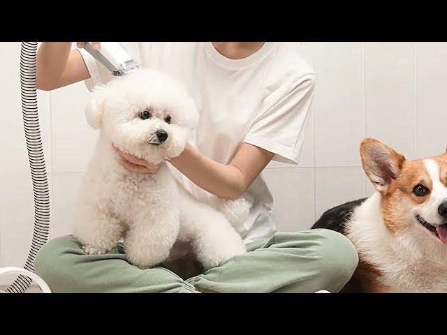 Neakasa by neabot P1 Pro Pet Grooming Kit & Vacuum Suction 99% Pet Hair, Dog Grooming Kit