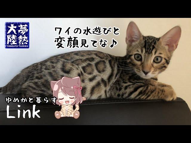 【Bengal Cat】Covering Link【Bengal Rocket#42】