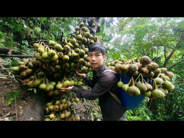 635 Days of Harvesting Wild Fruits, Bamboo Shoots, Mushrooms, Lychees for Sale at the Market.