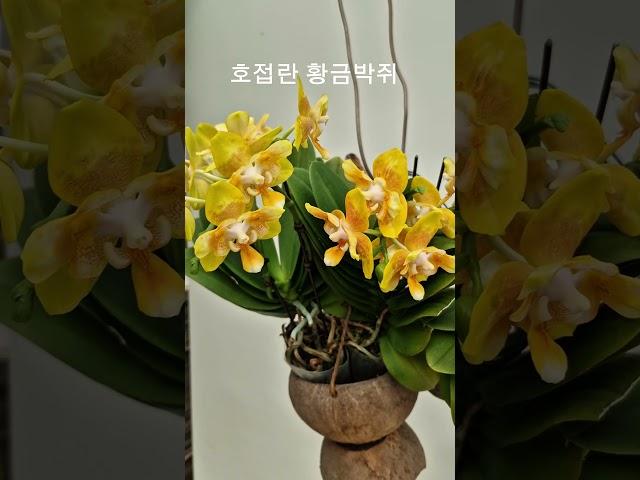 호접란 황금박쥐#phalaenopsis#orchid #호접난#난# #꽃 #flowers