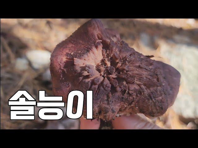 야생버섯 산행 뽕나무버섯 ~생으로 먹는 솔능이버섯 !!맛이 기막힙니다.