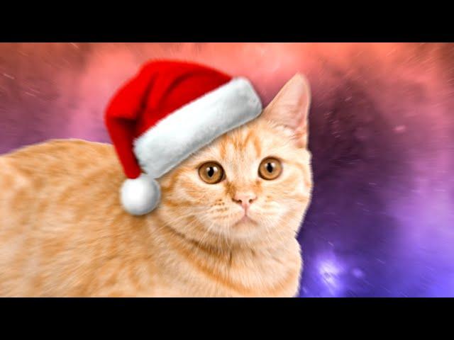 Cat Santa