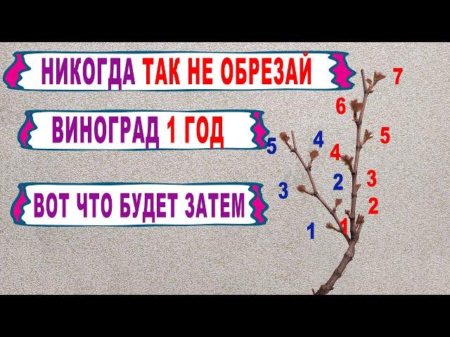  НЕ ДОПУСКАЙ ЭТУ ОШИБКУ. Никогда ТАК не обрезай осенью виноград 1 год. Обрезка на обратный РОСТ.