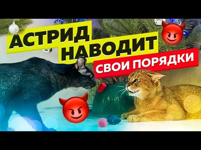 Чаузи Астрид встретила камышового кота Первый день в доме. Реакция на других кошек 