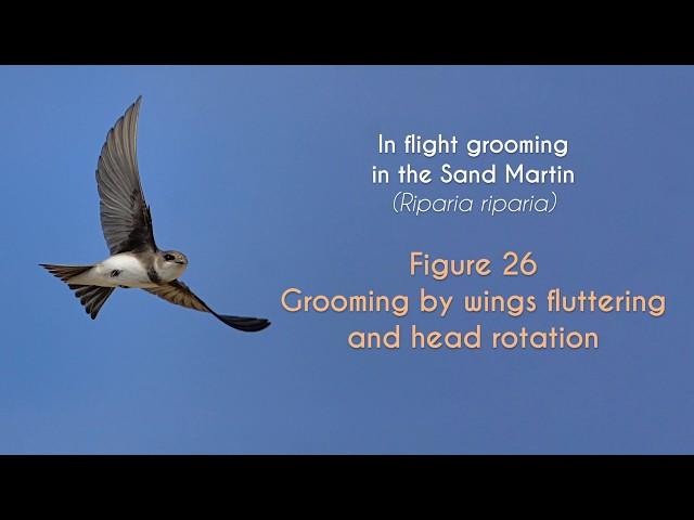 COMMON SWIFT - In flight grooming - FIGURE 26 : Sand Martin - Grooming by wings fluttering