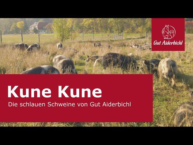 Kune Kune - Die schlauen Schweine von Gut Aiderbichl