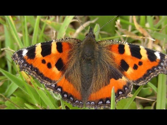 Small Tortoiseshell Butterfly - Butterflies in Cornwall