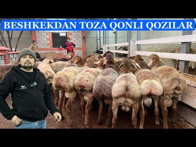 MAMUR AKAGA BESHKEKDAN TOZA LINYALI QOCHQORLAR KELDI