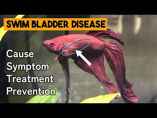 Swim Bladder Disease In Betta Fish