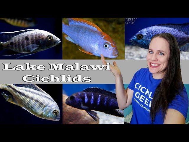 NEW LAKE MALAWI CICHLIDS : Mbunas, Haps & Predators