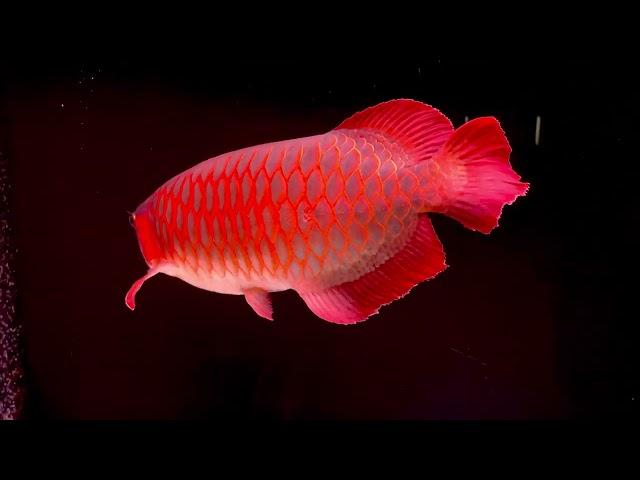 Super Red Arowana 4 year old and 60cm