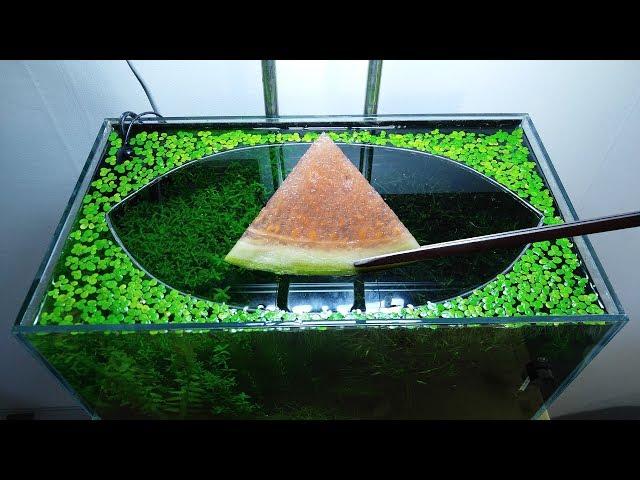 25th & 26th Month – (Watermelon & Banana Feeding Frenzy) NO filter, NO CO2, NO Ferts 5 Gallon Nano