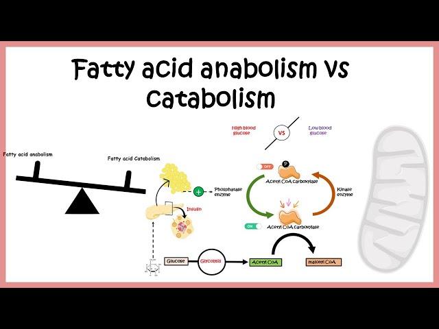 Regulation of fatty acid metabolism ( Fatty acid biosynthesis vs breakdown)