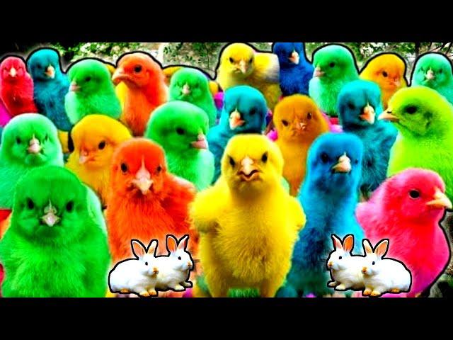 Cute Animals, Rainbow Chicken, Duck, Rabbit, Cow, Fish, Lion, Elephant, Turtle, Dog, Cat, Tiger