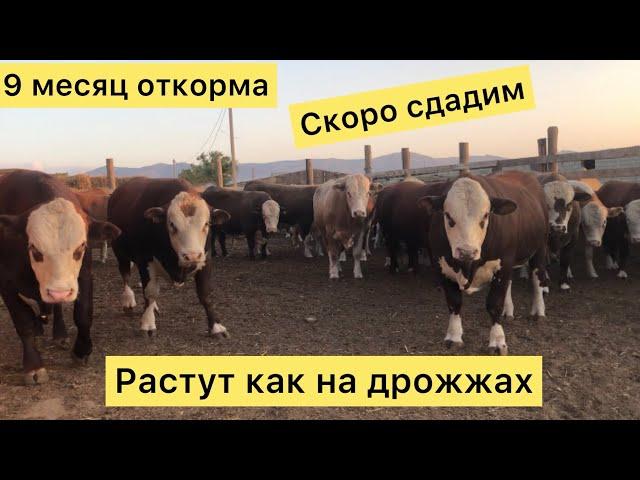 Откорм безпривязный в каком возрасте берём Быков и когда Сдаём