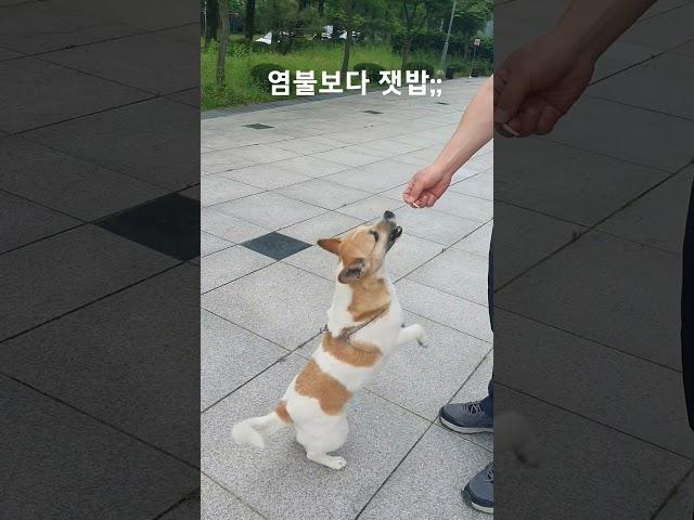 #산책 #간식 #염불보다잿밥 #산책보다간식 #절세미견