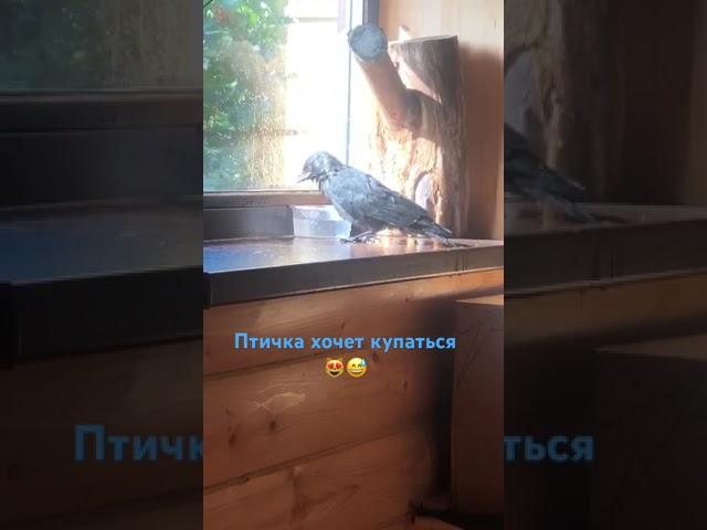 Наш милый Гриша 