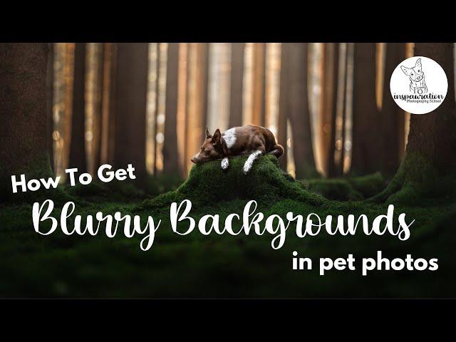 How to Get Soft, Blurry Backgrounds in Pet Photos! (Hint: it's not through editing!)