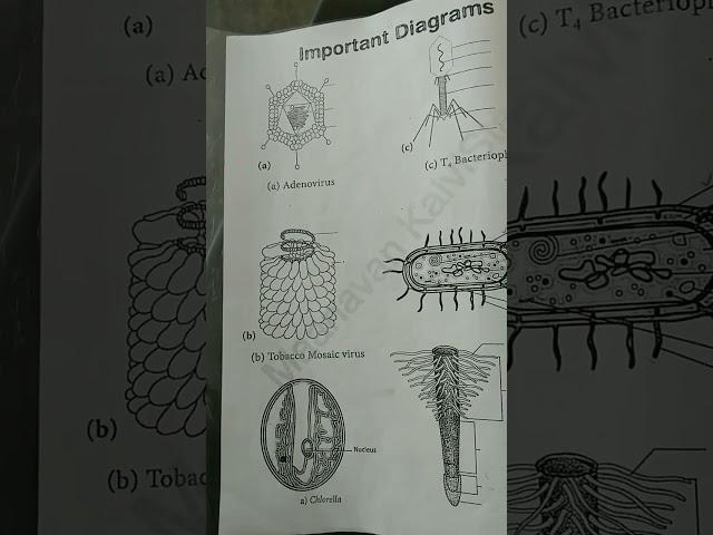 11TH STD BIO-BOTANY COMMON QUARTERLYEXAM SEPTEMBER-2023 CHAPTER 1-8 IMPORTANTDIAGRAMS II 11TH BOTANY