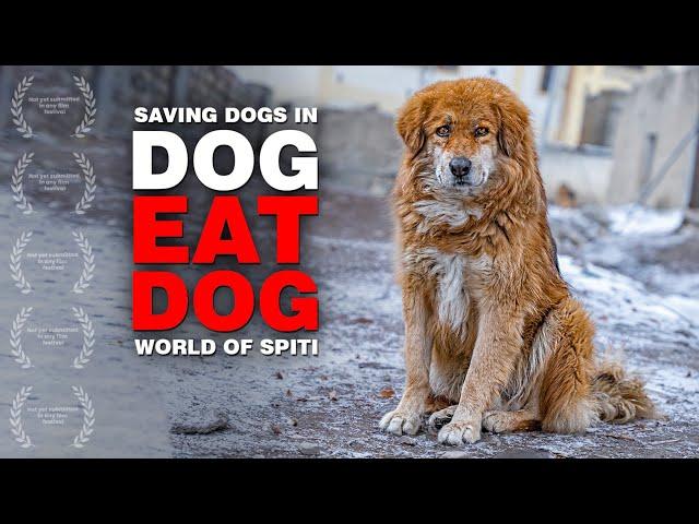 Saving stray dogs from being eaten | Once upon a time in Spiti - Hindi short film