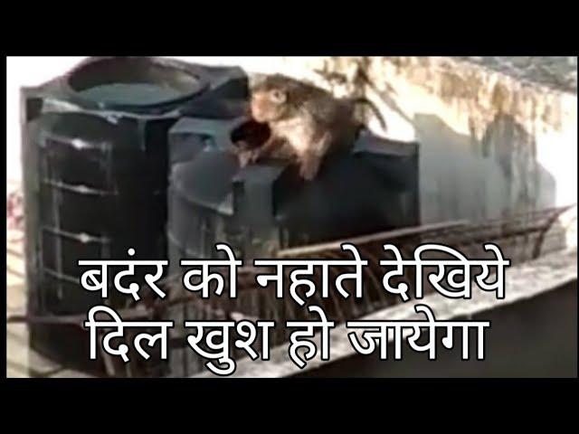 New monkey comedy video 2019 | new funny videos 2019 | Best funny videos 2019