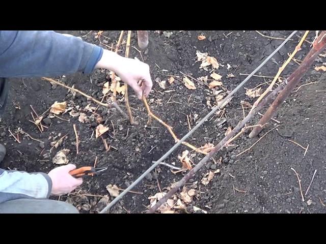 ОБРЕЗКА Винограда. ДВУХЛЕТНИЙ Куст