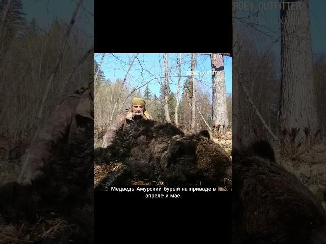 #sergeyoutfitter #huntingrussia #охота #bearhunting