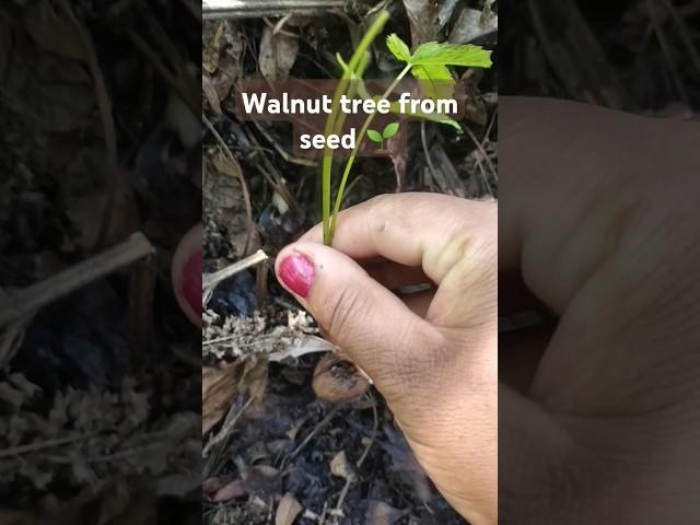 walnut tree from seed #walnut#nature #himalayancultures #himachalpradesh #viralreel #travel