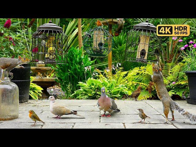 Cat TV for Cats to Watch  Shy Birds & Persistent Squirrels ️️ Videos for Cats 4K HDR