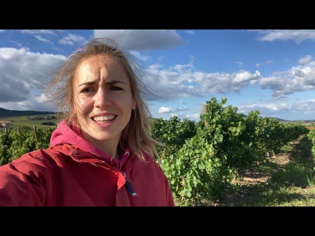 Je fais les vendanges pour la première fois ! 