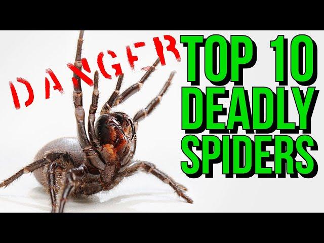 Top 10 MOST Venomous Spiders in the WORLD!