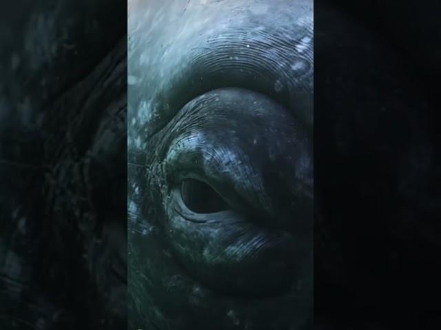 The gaze of a grey whale   #shorts #ocean #youtubeshorts