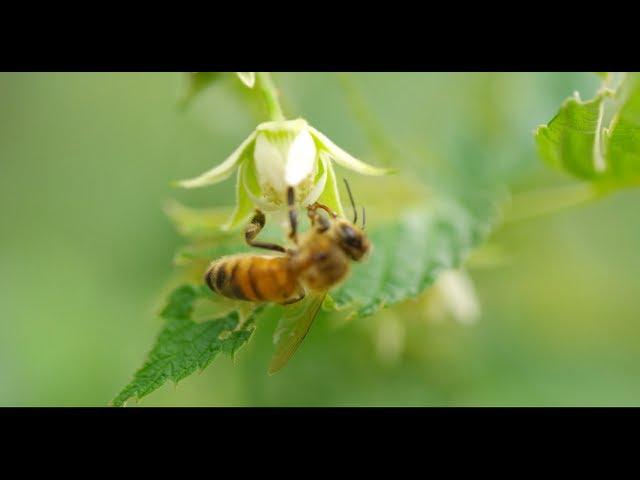 HONEY BEES 96fps IN 4K (ULTRA HD)