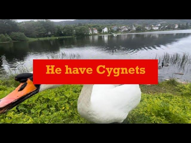 Daddy Swan have his Cygnets in the Water May 24' / But he dont bring them today