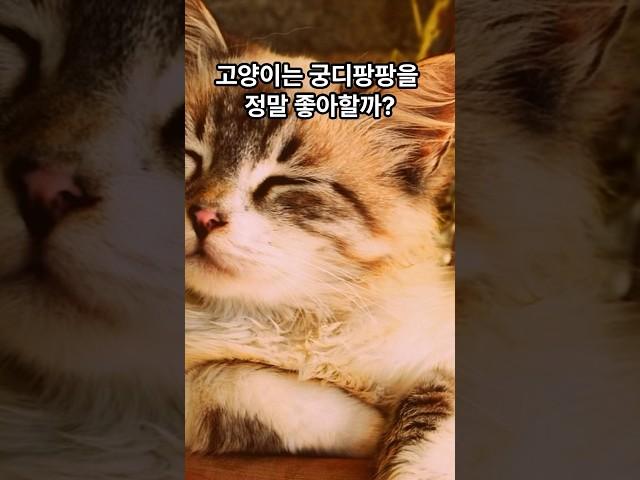 고양이는 궁디팡팡을 정말 좋아할까? Shorts