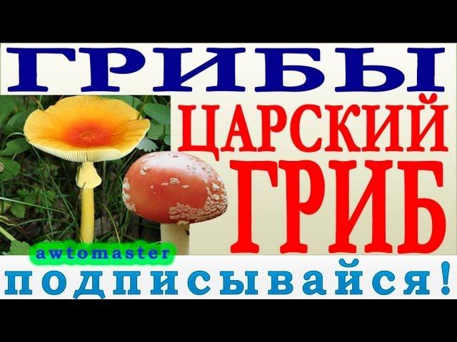 Грибы 2013, царский гриб или гриб Цезаря