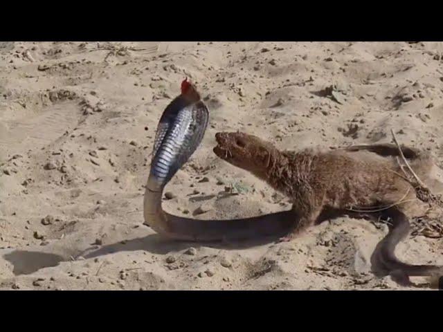 snake vs mongoose real fight || ultimate wild fight in desert