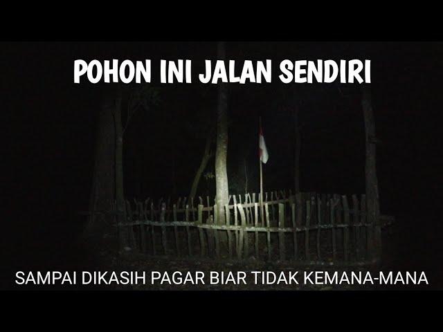 FENOMENA ANEH! Pohon Berjalan Sendiri di Hutan Belantara