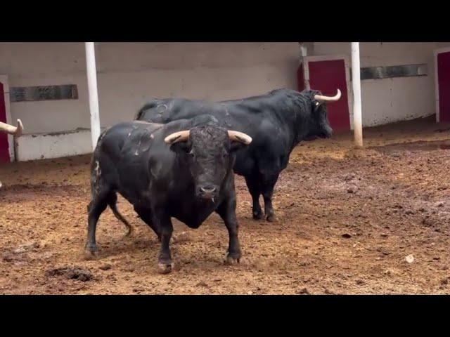 La México 2024 -Corrida 24/11/24 | Un vistazo a los toros de San Constantino para el Dom. 24 nov.