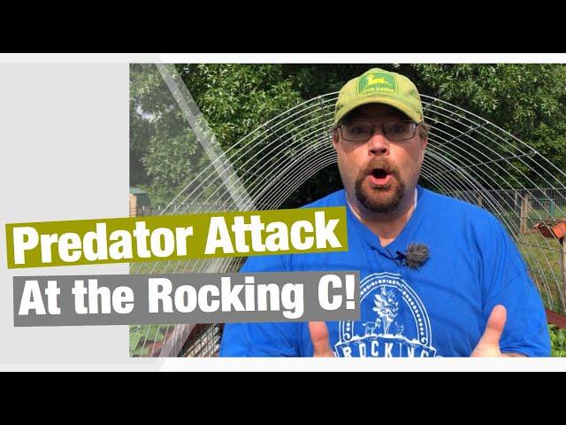 Predator Attack at the Rocking C Homestead!
