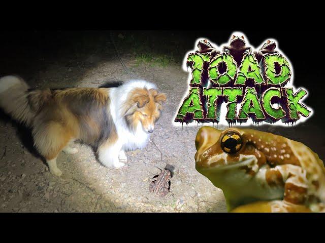 Toad ATTACK!  a Camping Adventure only on Cricket "the sheltie" Chronicles e367