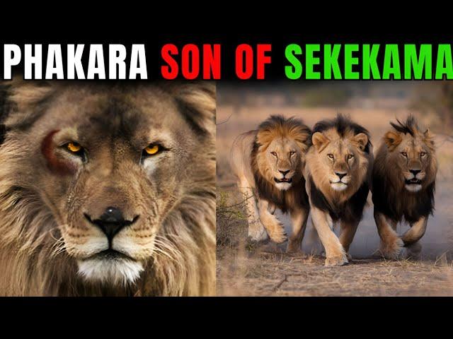 Lion - PHAKARA, THE LOST SON OF SEKEKAMA