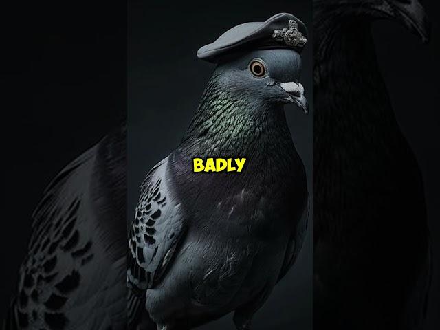 The Pigeon That Saved 194 American Soldiers in World War