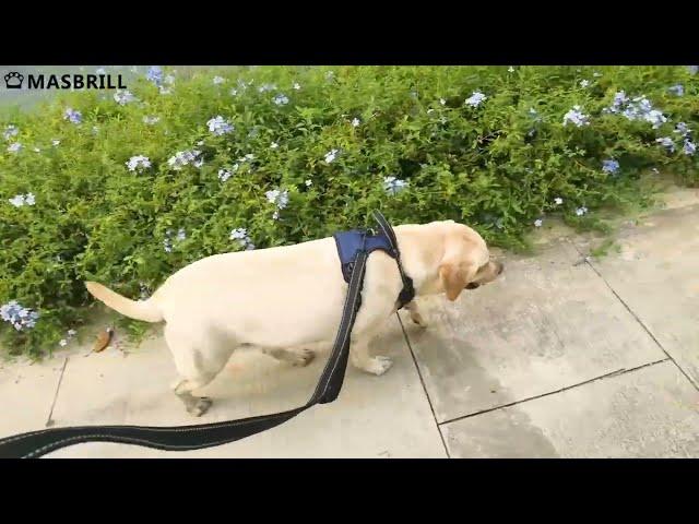 Your dog will love this  Masbrill Dog Harness