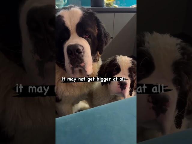 It May Get Bigger: ‍️ #shorts #funnypetvideos #funnydogs #funnydogvideos