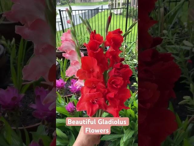 Grow own flowers & give to people. Beautiful Red & Pink Gladiolus.