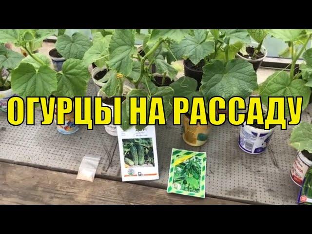 Огурцы на рассаду. Обзор перед высадкой.